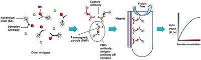Development of a Highly Sensitive Neurofilament Light Chain Assay on an Automated Immunoassay Platform